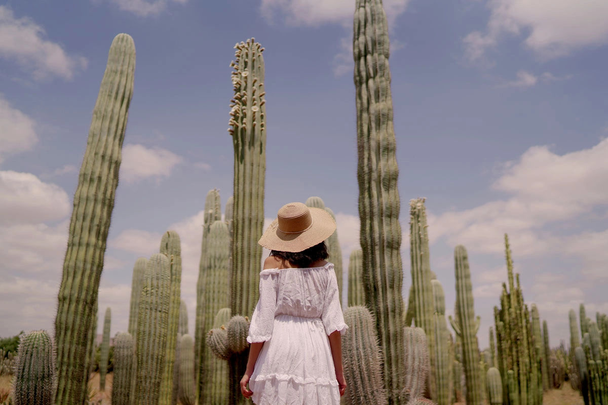 Cactus Thiemann Garden - Africa's Largest Cactus Collection 7