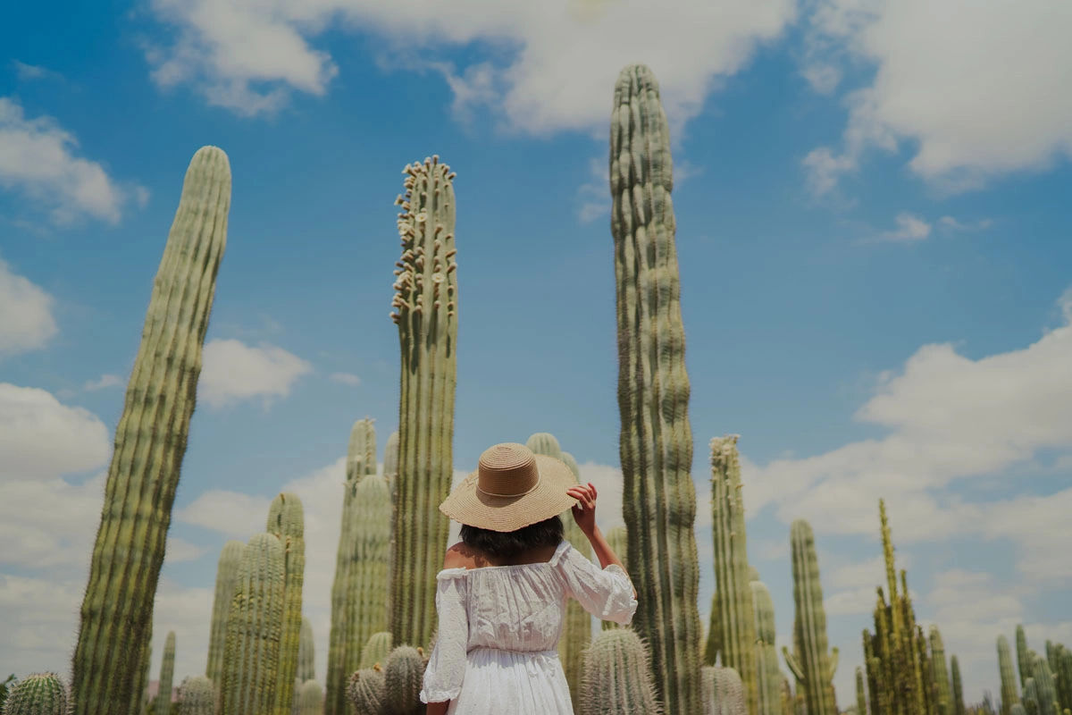 Cactus Thiemann Garden - Africa's Largest Cactus Collection 8