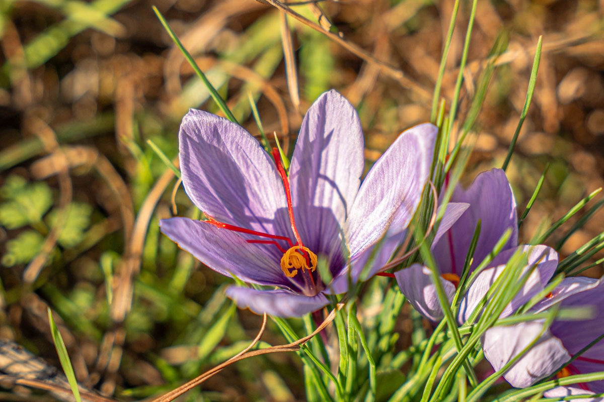 Le Jardin du Safran - Saffron Garden & Organic Farm 5