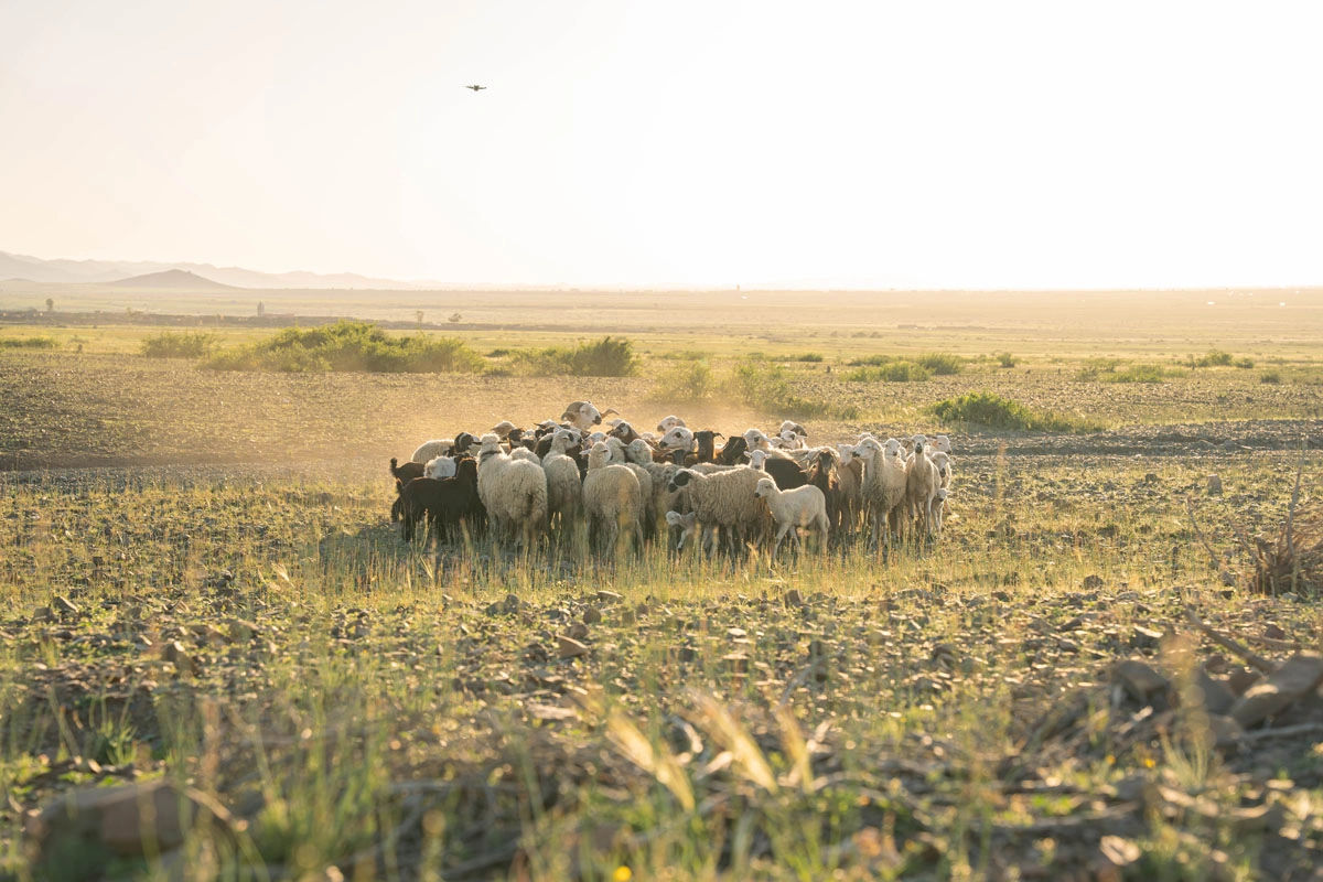 Shepherding Experience with Traditional Tea 4