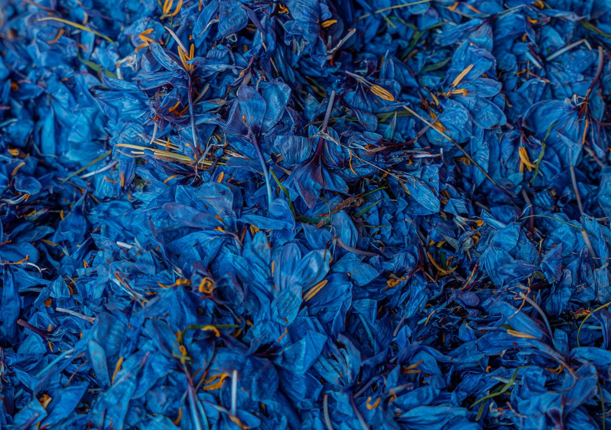 Le Jardin du Safran - Saffron Garden & Organic Farm 9