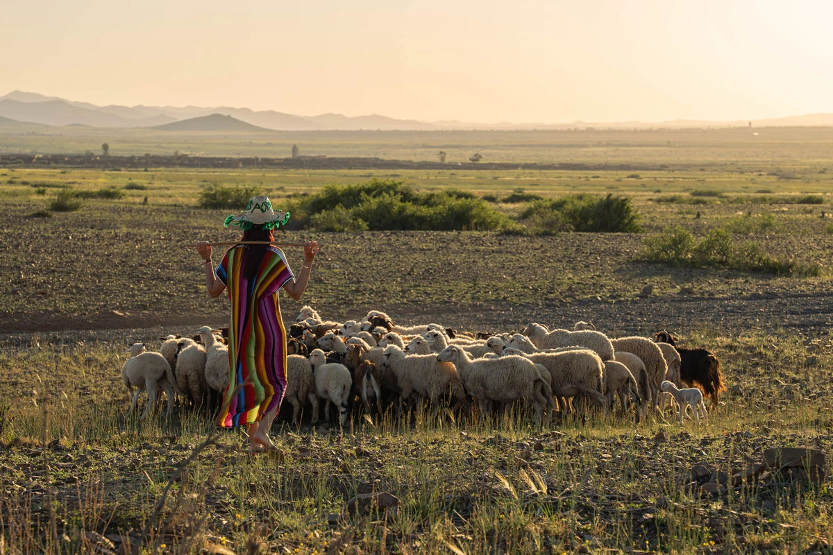 Shepherding Experience with Traditional Tea 5