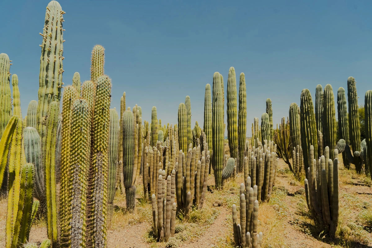 Cactus Thiemann Garden - Africa's Largest Cactus Collection 9