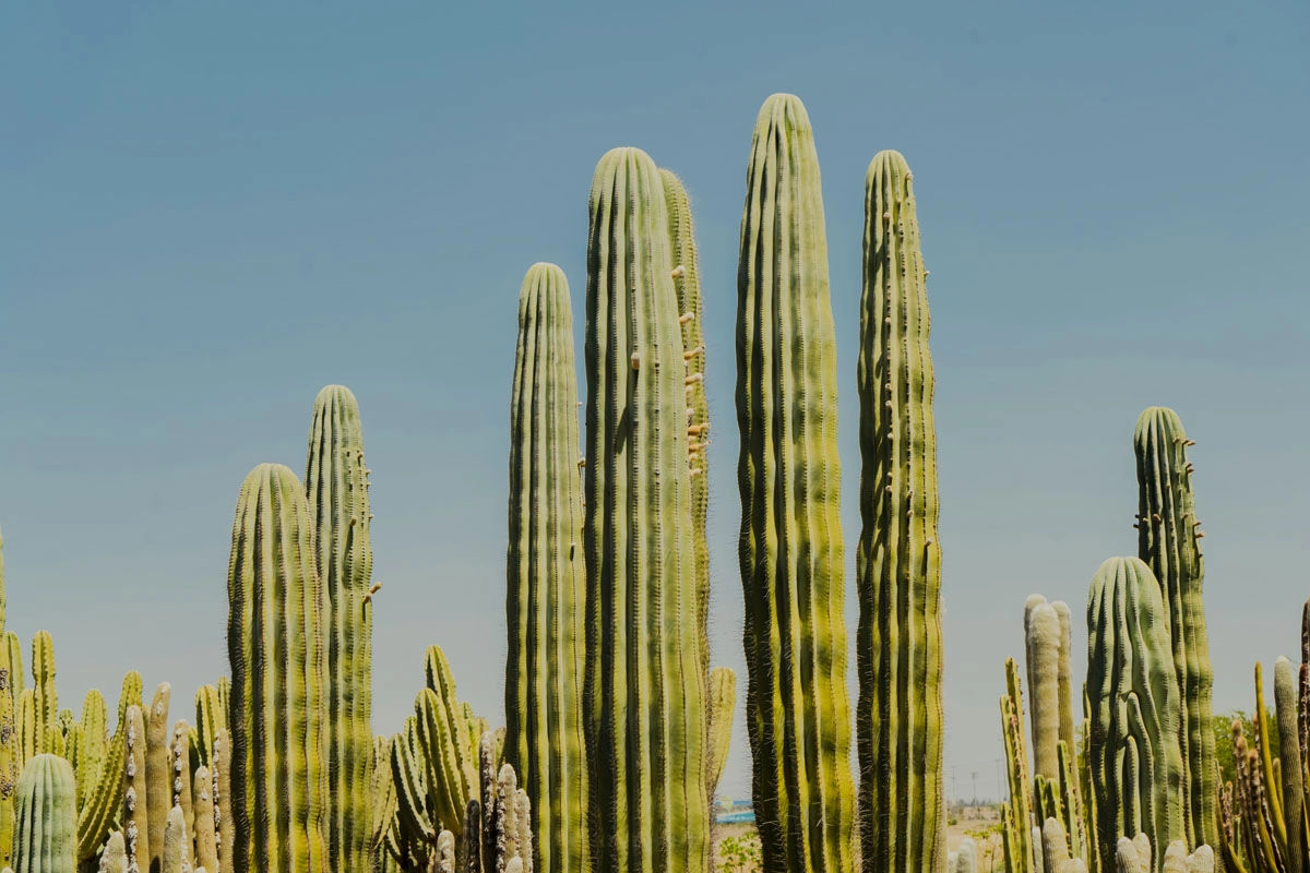 Cactus Thiemann Garden - Africa's Largest Cactus Collection 10