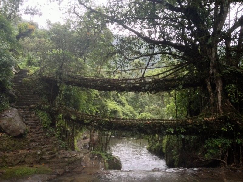 Tree Bridges