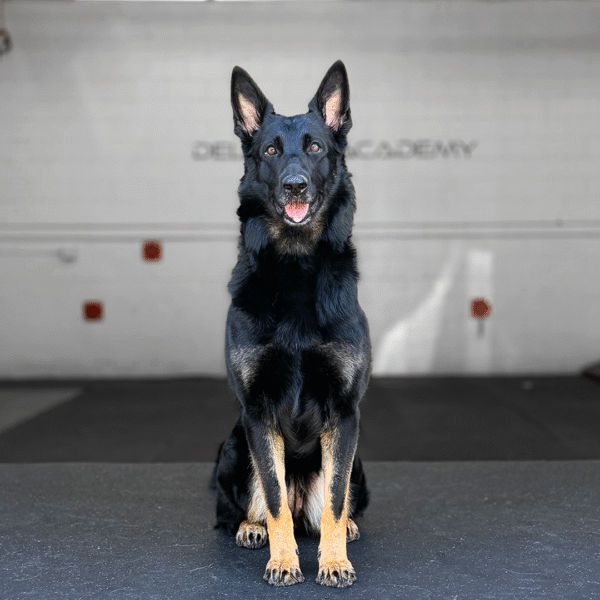 Maya Delta K9, German Shepherd