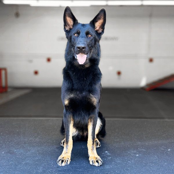 Vesper Delta K9, German Shepherd