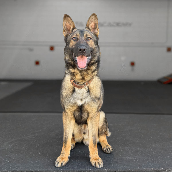 Ax Delta K9, German Shepherd