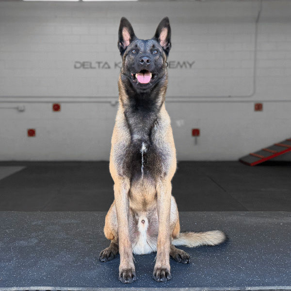 Benjo Delta K9, Belgian Malinois
