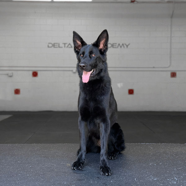 Brix Delta K9, German Shepherd