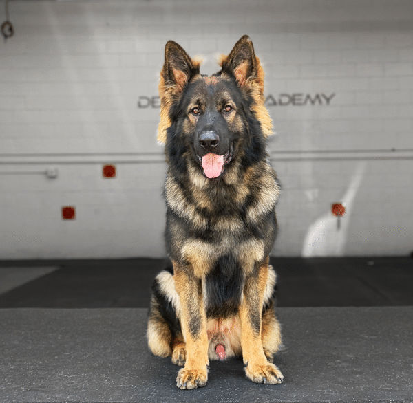 Bear Delta K9, German Shepherd