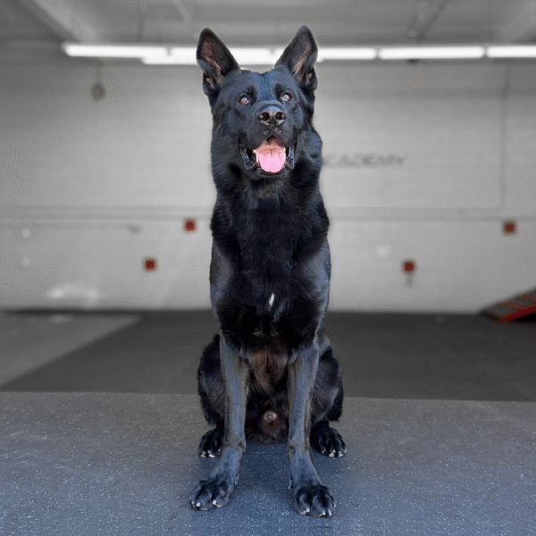Dagger Delta K9, German Shepherd