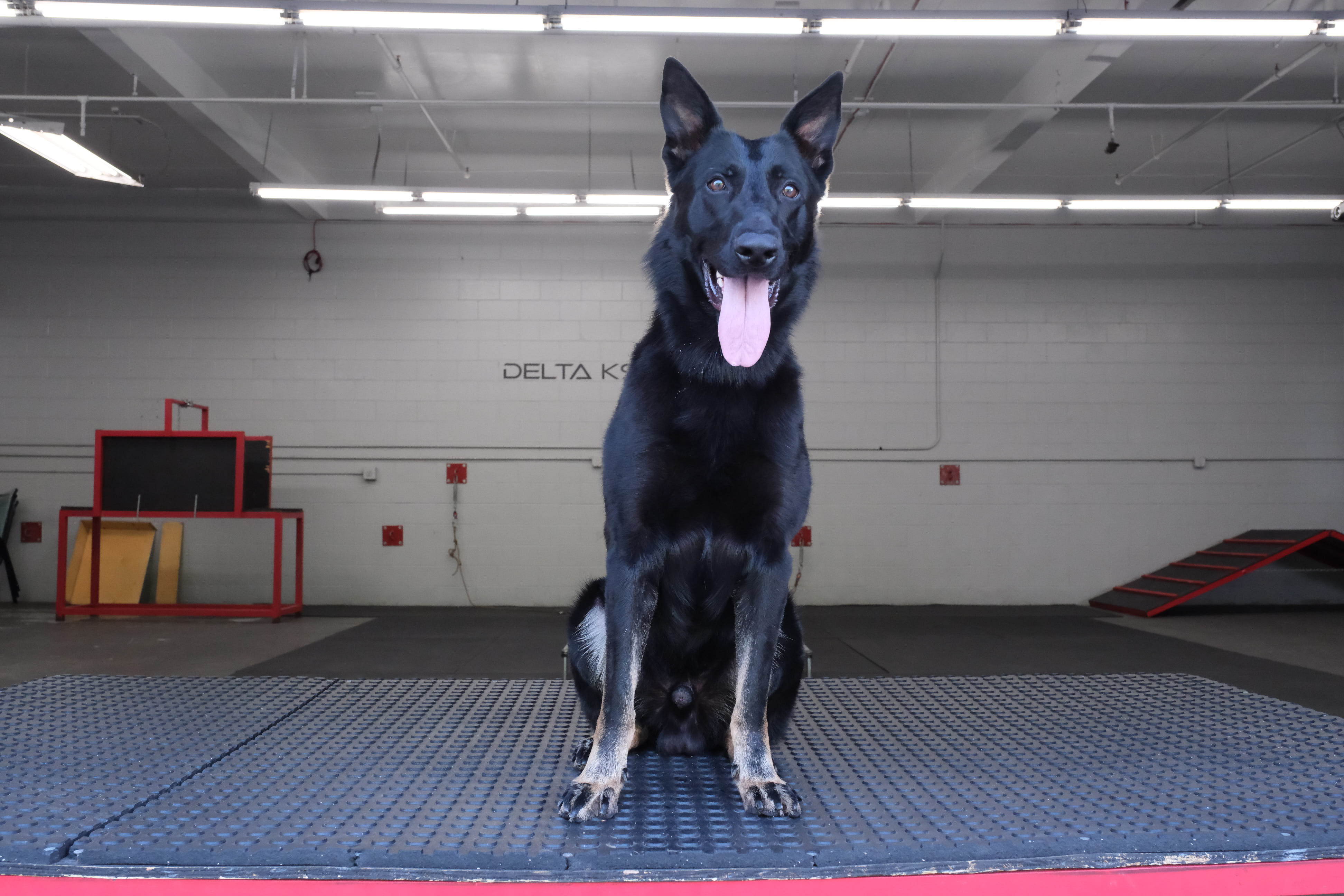 Ghost Delta K9, German Shepherd