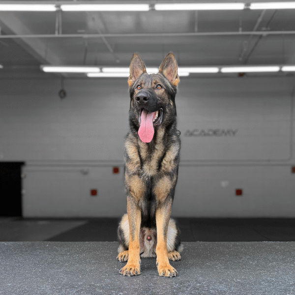 Kobe Delta K9, German Shepherd