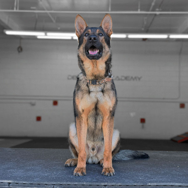 Puma Delta K9, German Shepherd