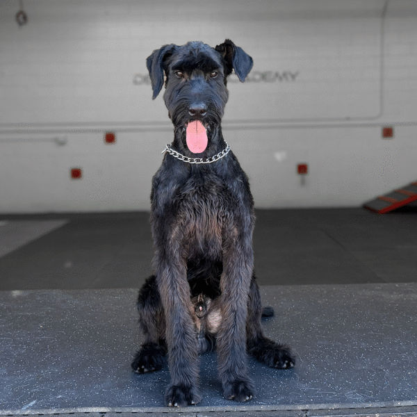 Shadow Delta K9, Giant Schnauzer