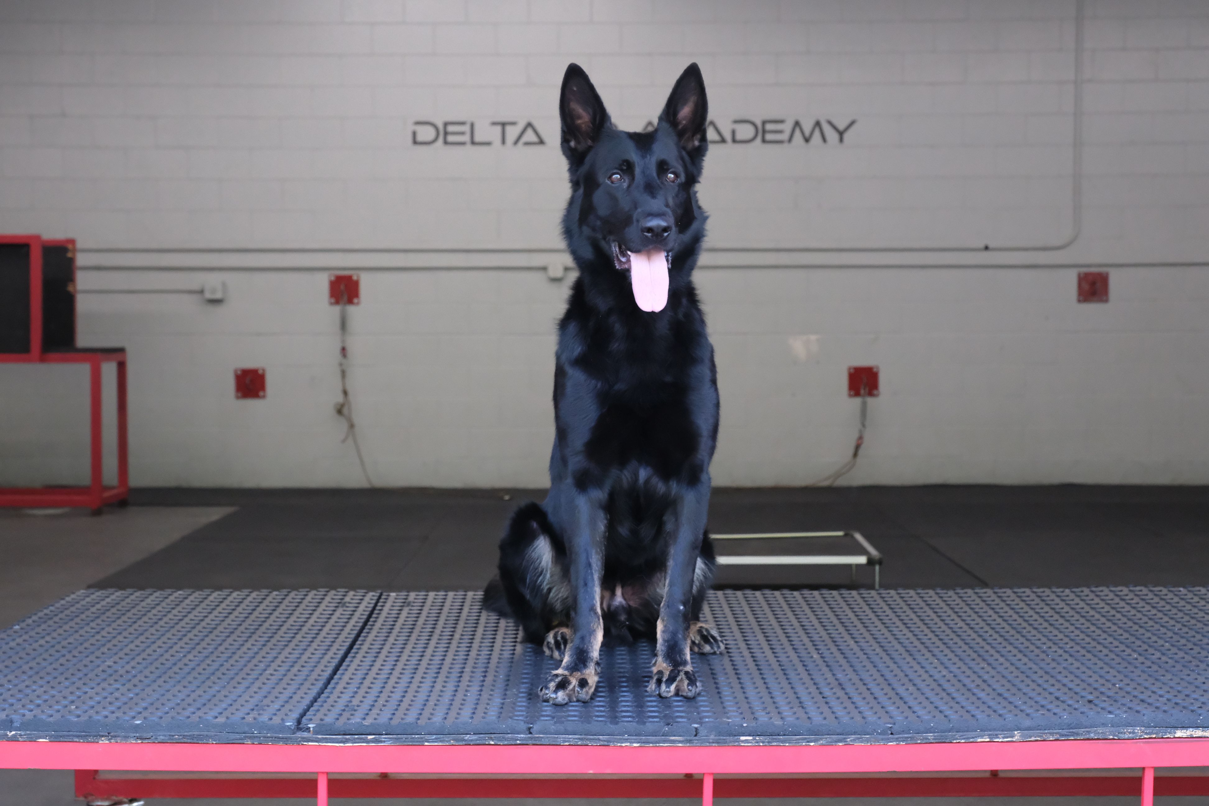 Uzzi Delta K9, German Shepherd