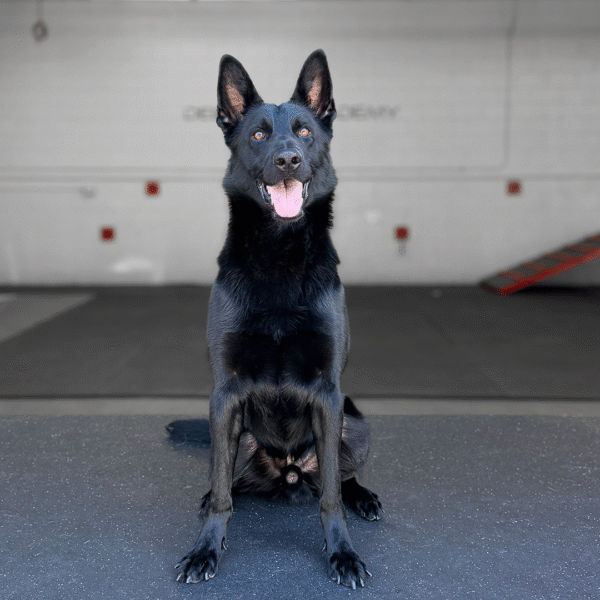 Zorro Delta K9, German Shepherd