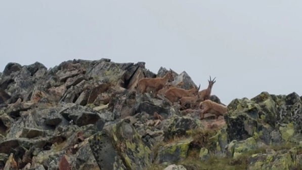 Monte Campellio e Passo di Campo da Rasega - foto 20
