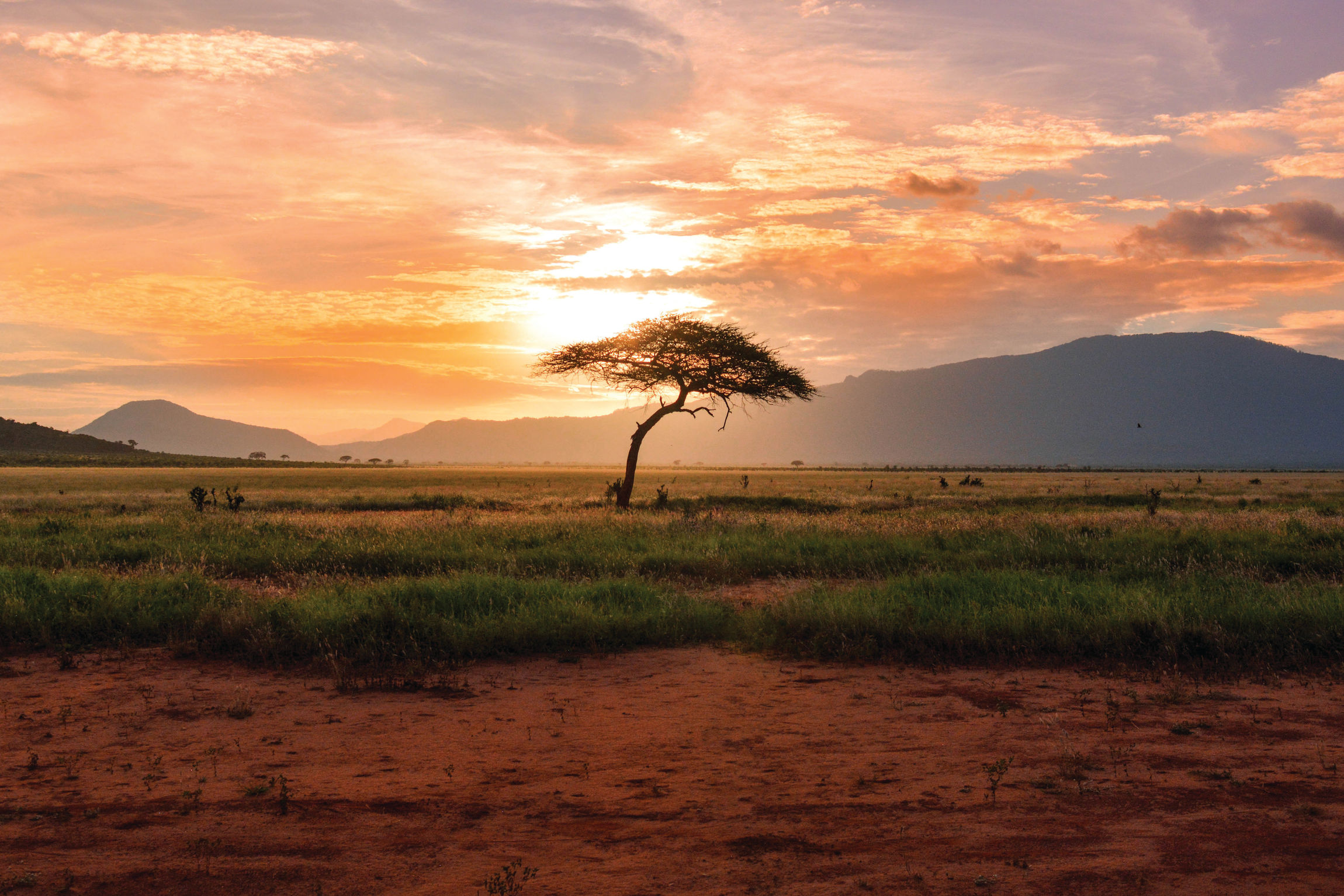 Run Wild–African Safaris