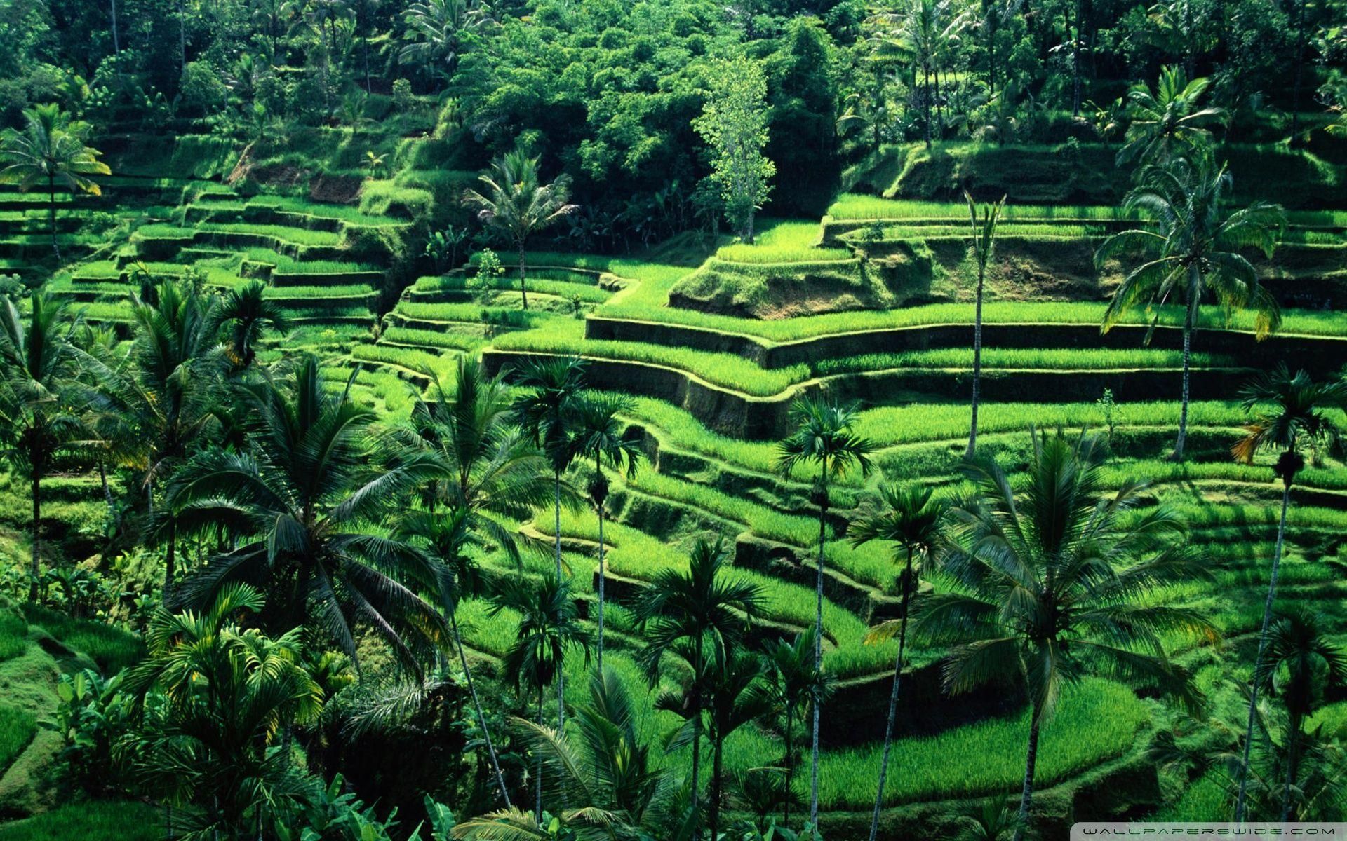 Exotic Escape - Bali, Argentina, or Australia