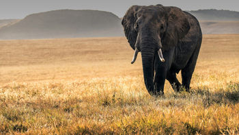 Run Wild–African Safaris