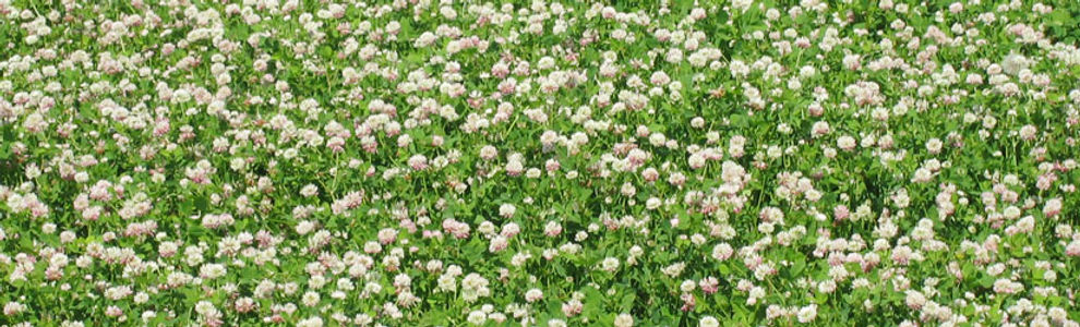 White Clover (500g) Seed