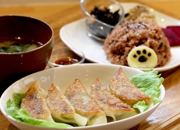 Fermented Vegan Gyoza Plate