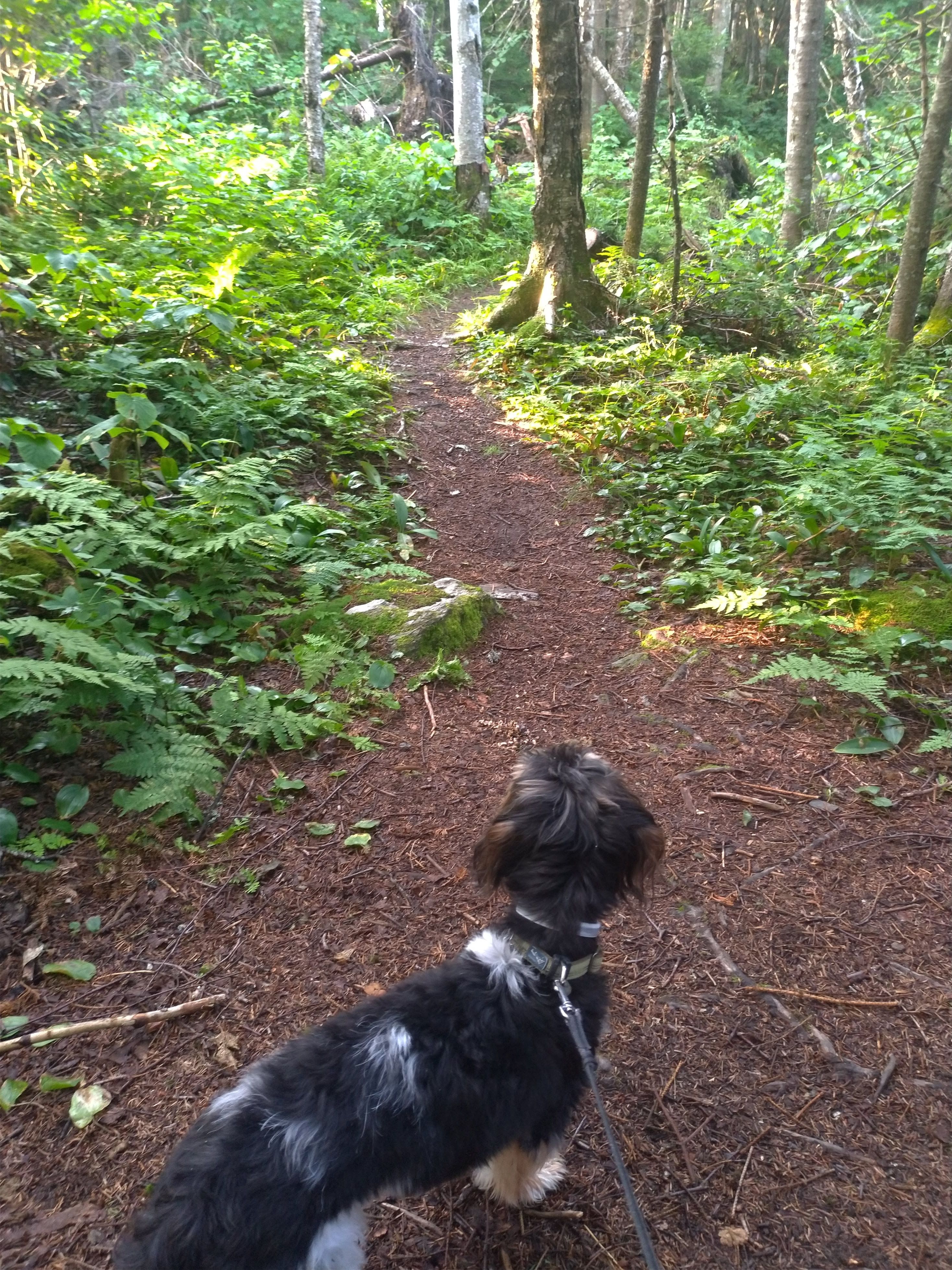 Hiking the long trail with a dog cheap