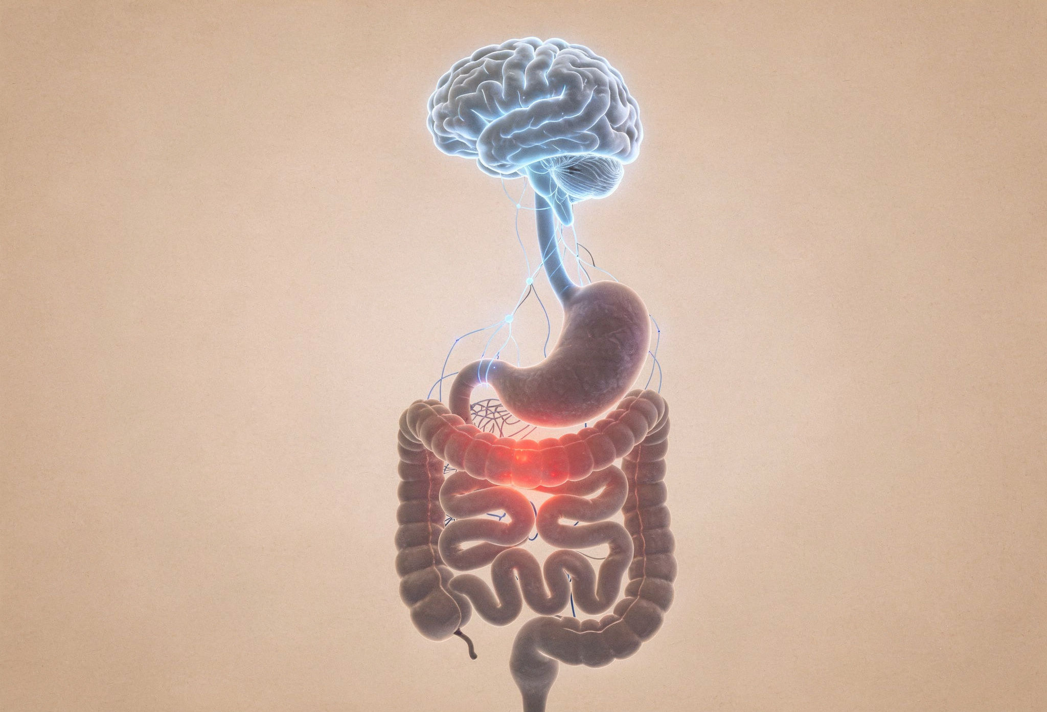 visceral hypersensitivity showing gut brain connection and increased pain signaling in digestive system.jpeg