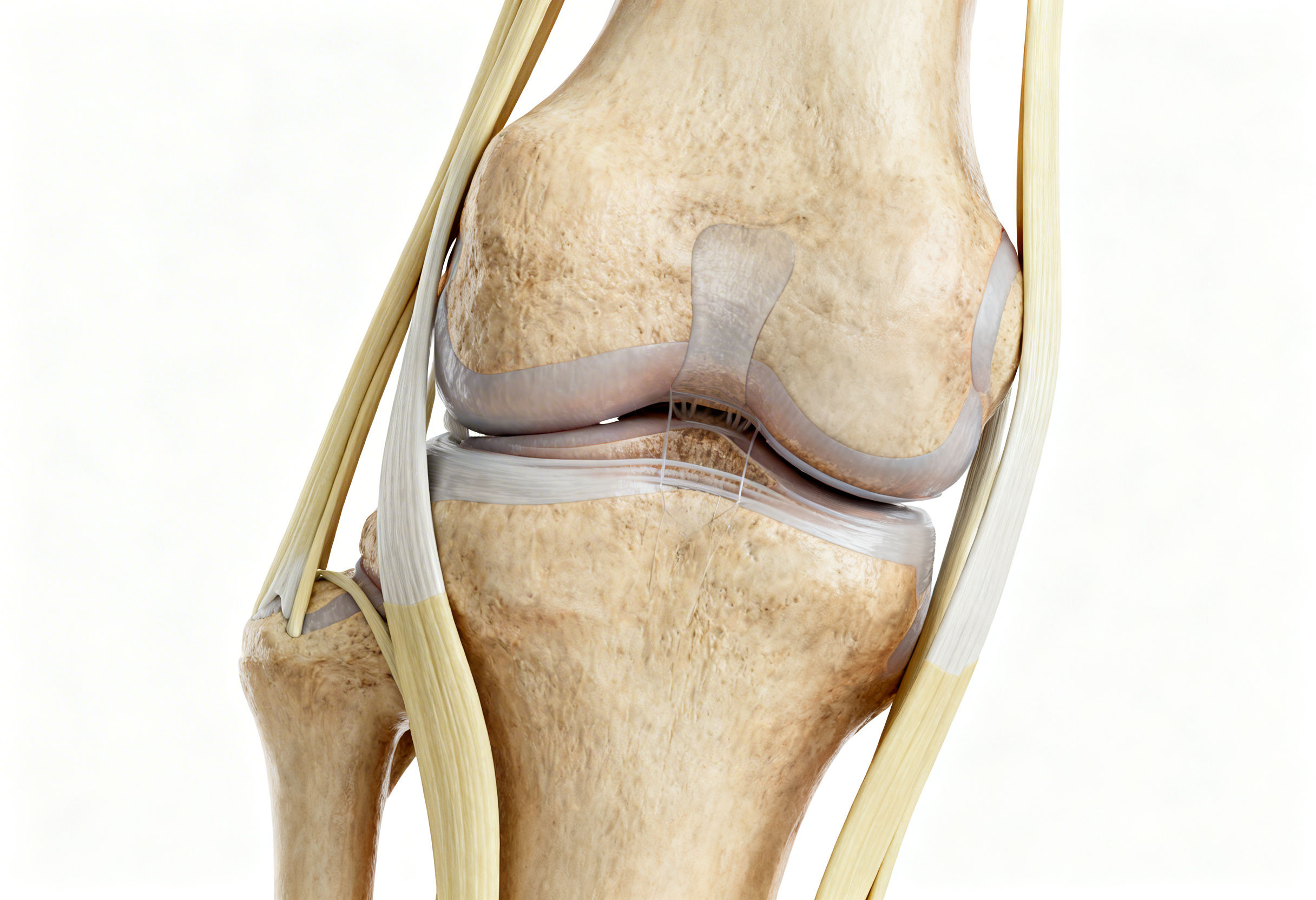 Anatomy of knee ligaments stabilizing the knee joint
