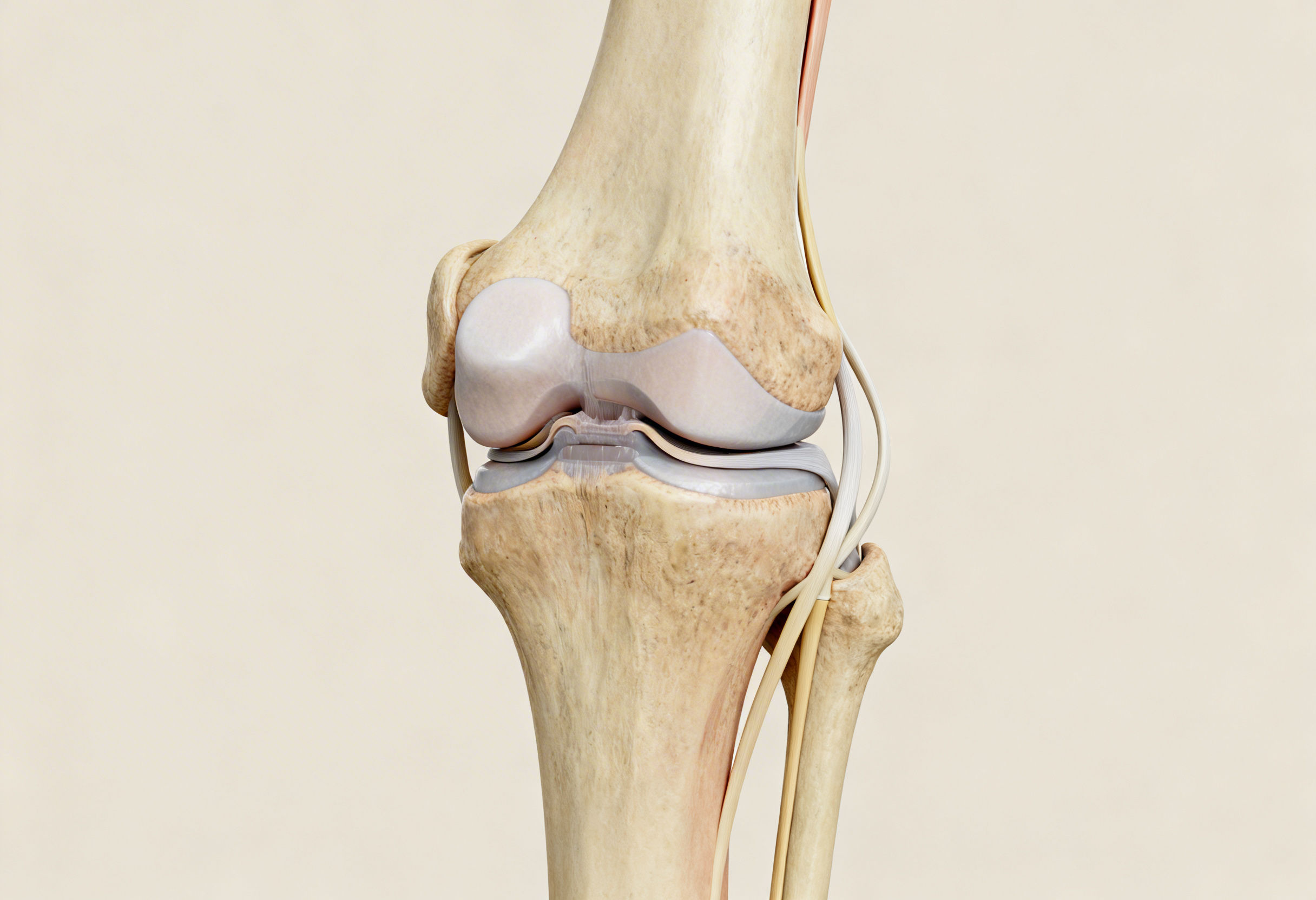 Anatomy of the knee joint showing cartilage and supporting ligaments