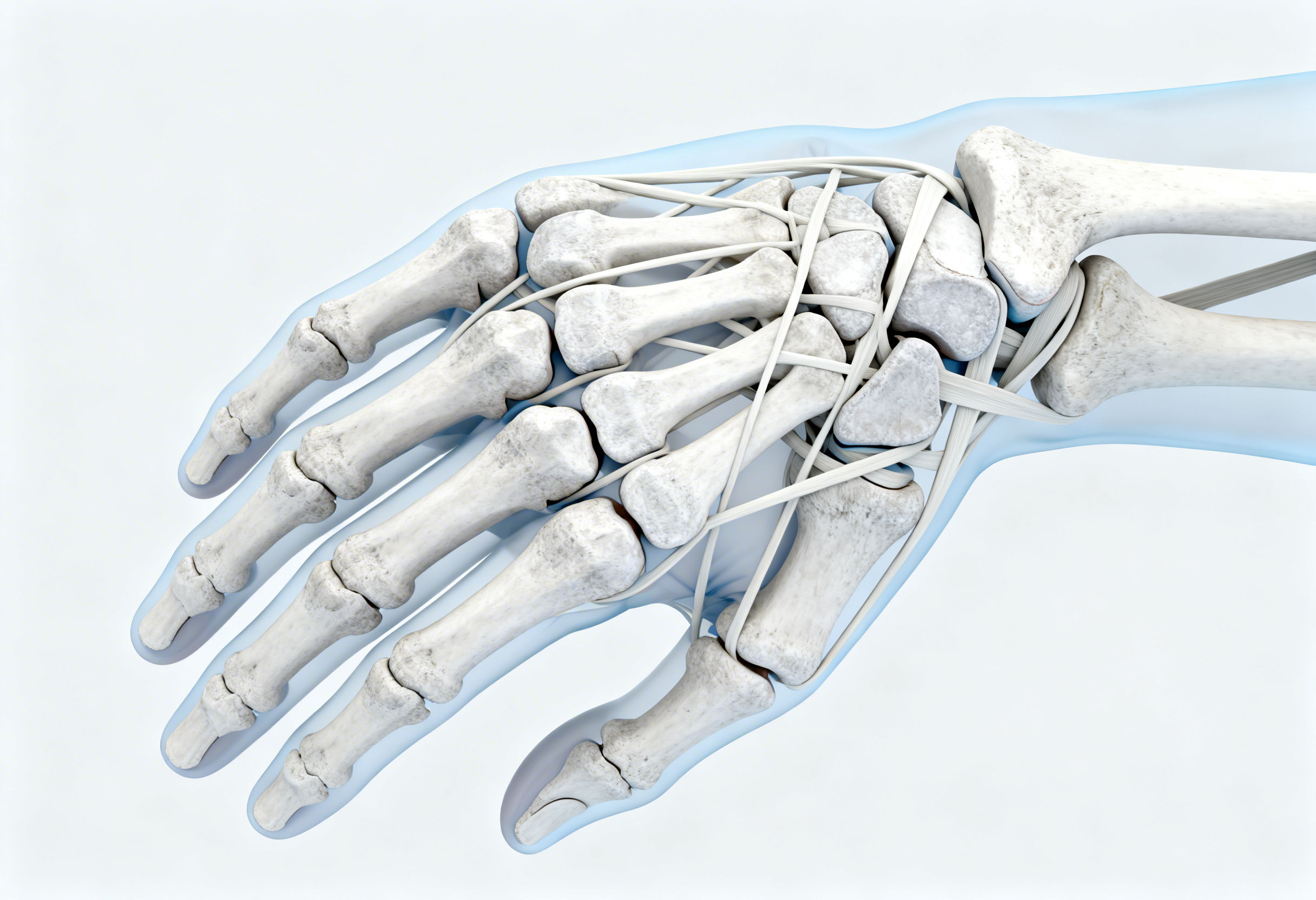 Anatomy of wrist ligaments stabilizing the carpal bones