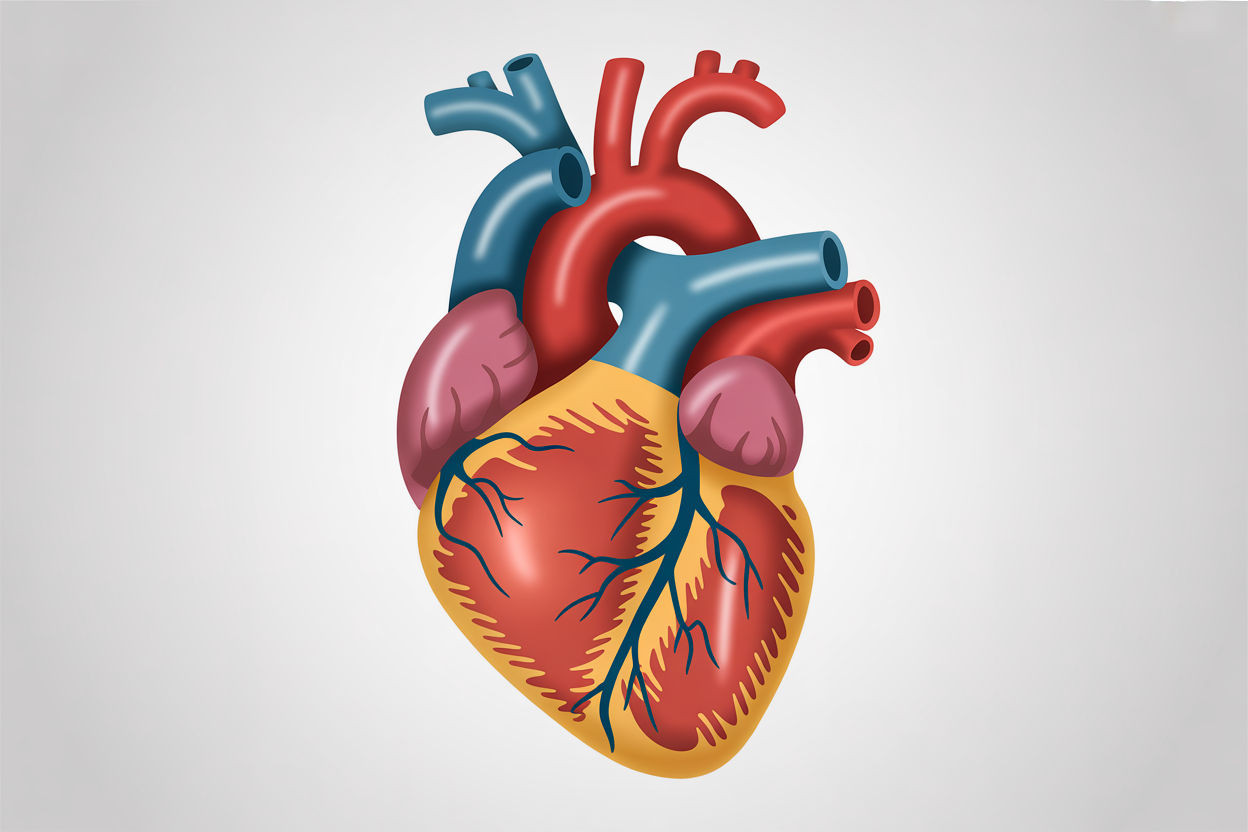 Heart failure showing reduced pumping efficiency and weakened circulation