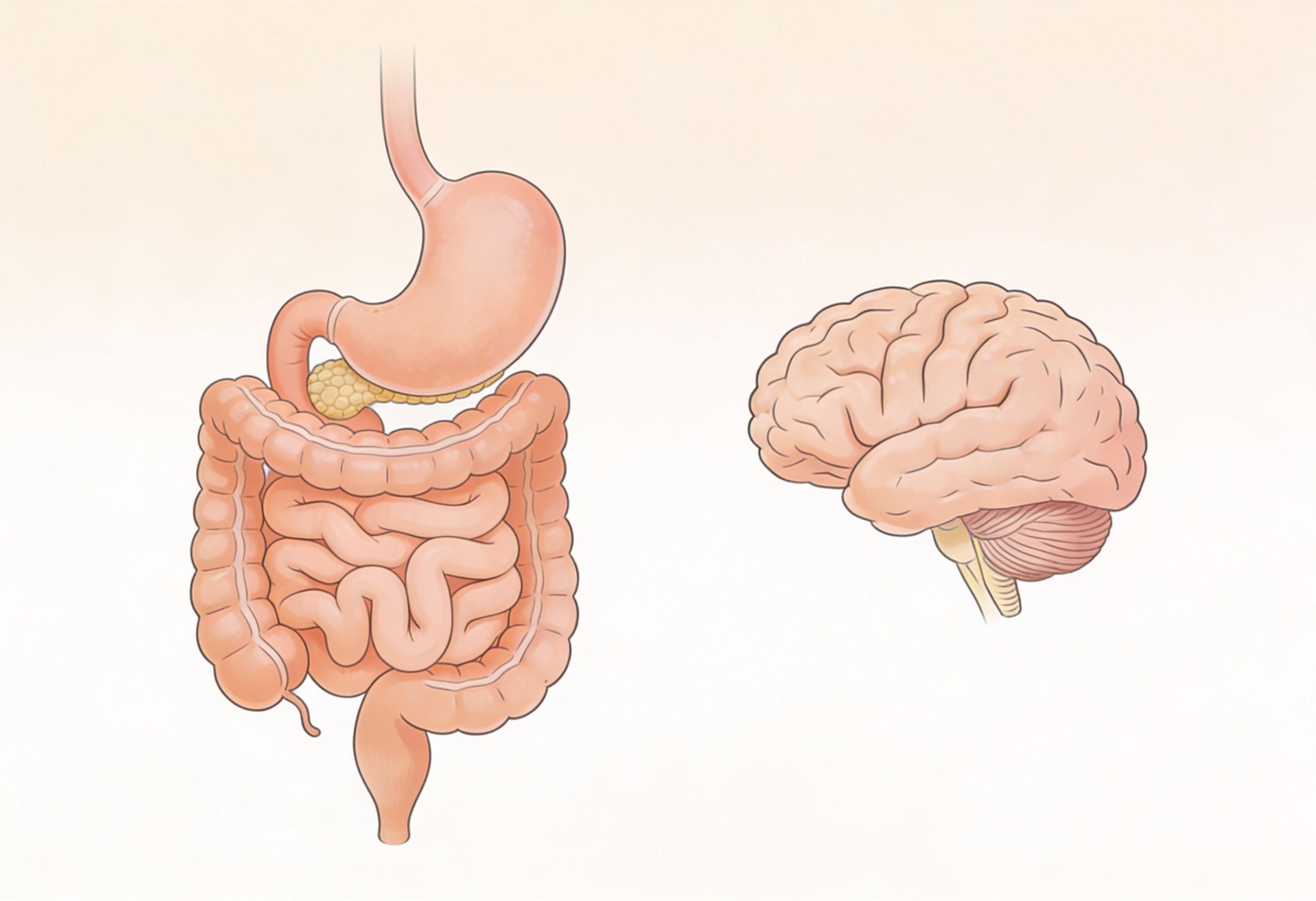 Illustration of the gut-brain axis showing vagus nerve communication and neurotransmitter pathways for IBS management.