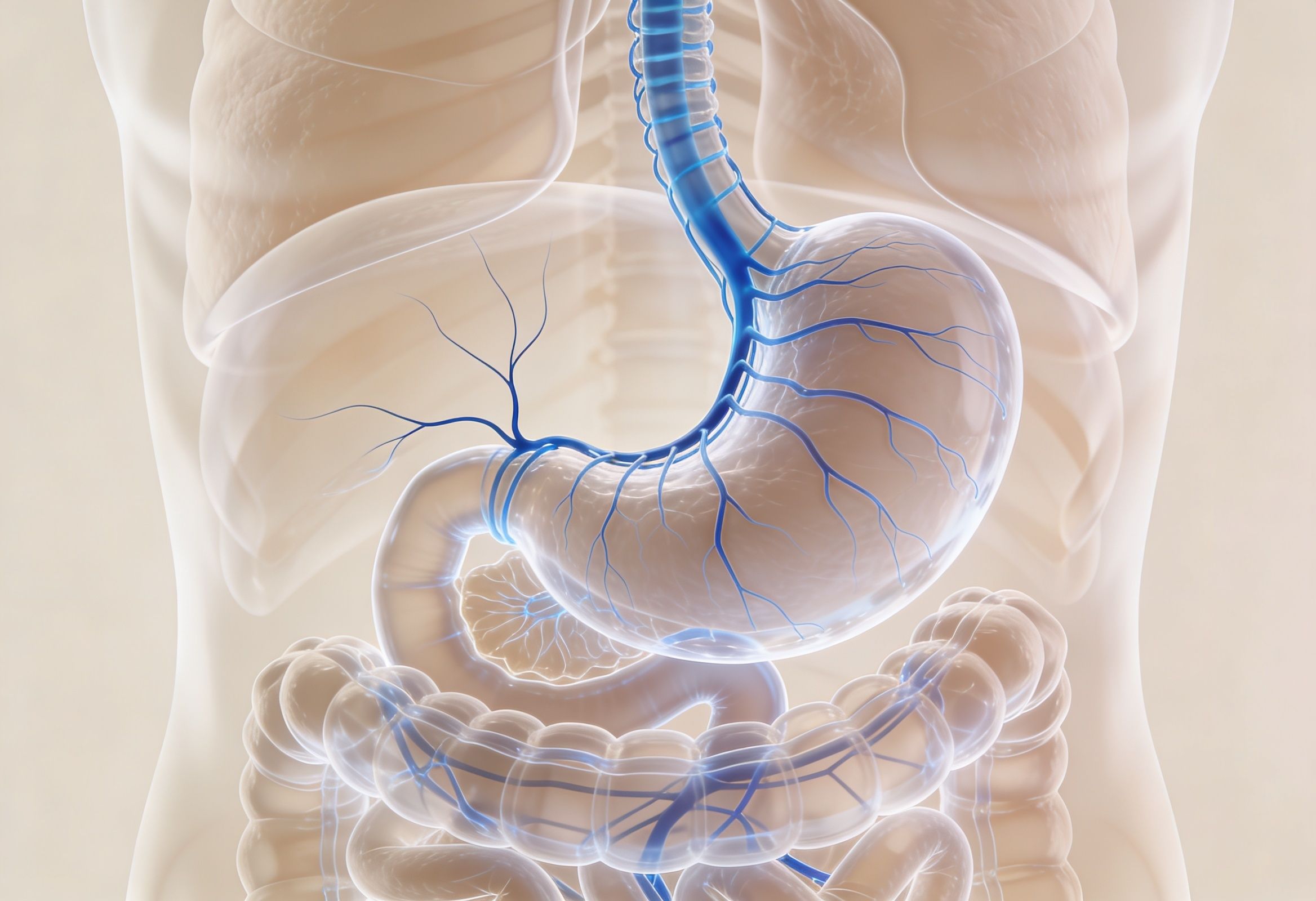 Illustration of the gut-brain axis showing vagus nerve communication between brain and stomach.
