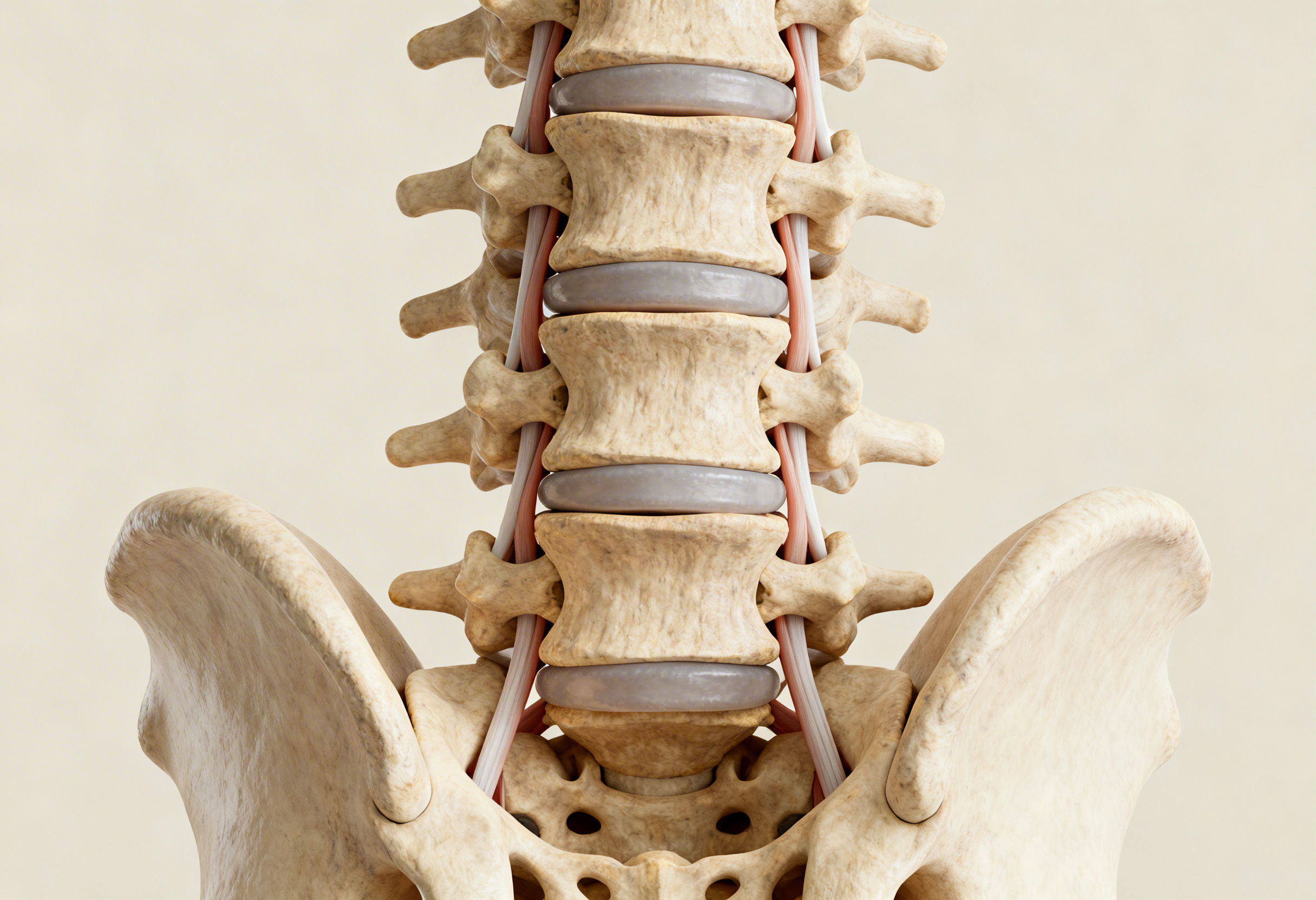 Lumbar spine anatomy showing vertebrae, discs, and spinal ligaments
