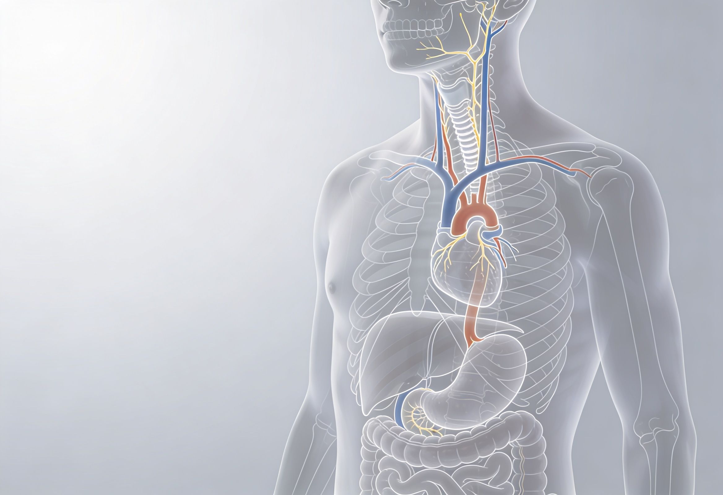 Medical illustration showing the vagus nerve pathway connecting the brain and digestive system.