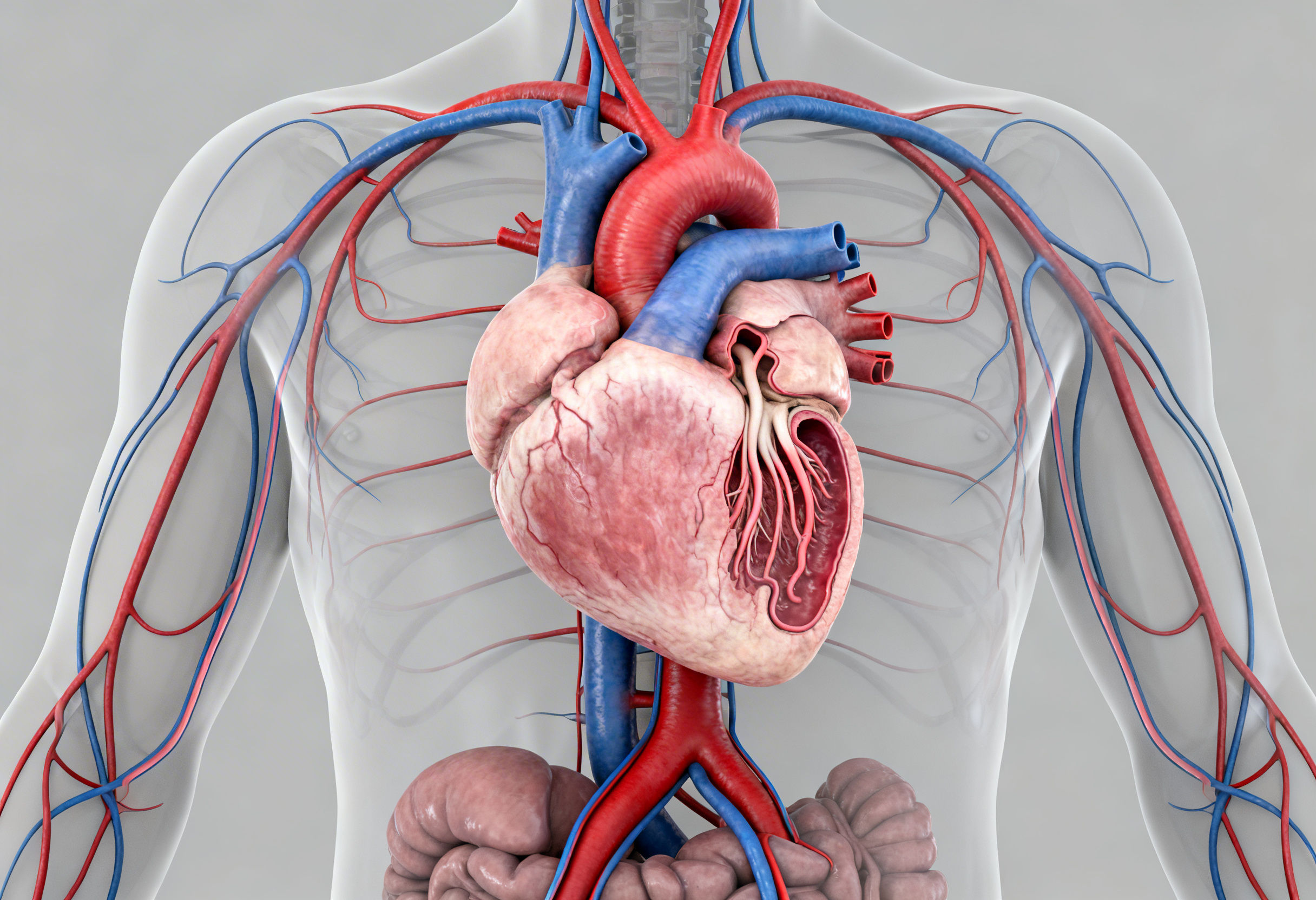 Reduced cardiac output in chronic heart failure affecting blood circulation