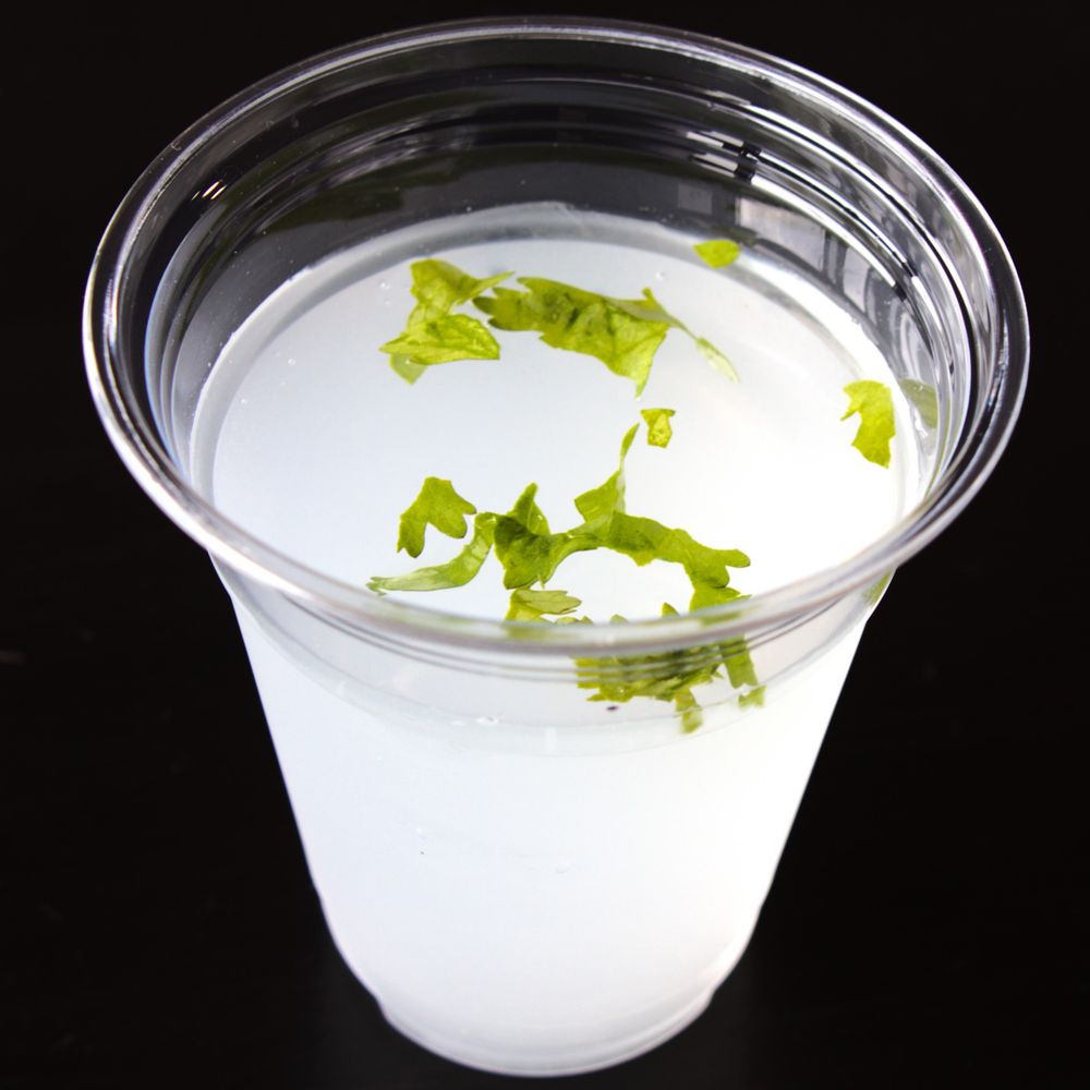 Zesty Lime Punch (350ml Cup, No Straw)