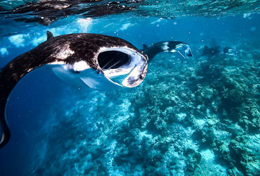 Discovery Package - 5 Nights + 9 Dives