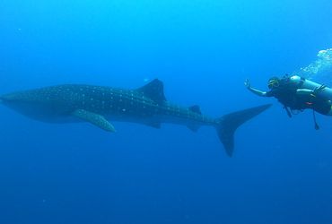 Whale Shark