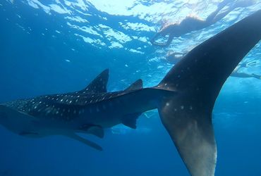 Combo Shark Package 3 - 8 Nights + 16 Dives