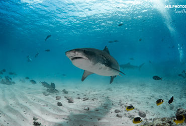 Combo Shark Package 5 - 10 Nights + 22 Dives