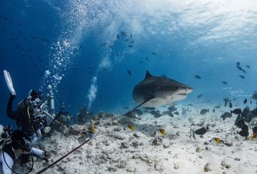 Rapid Package - 3 Nights + 5 Dives