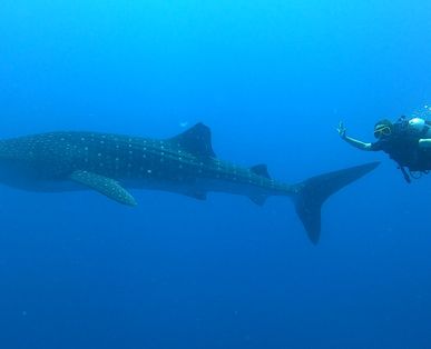 Whale Shark