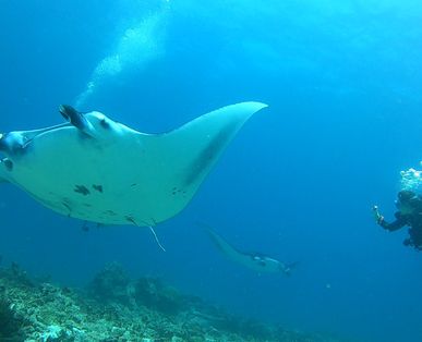 Manta Ray Cleaning Station