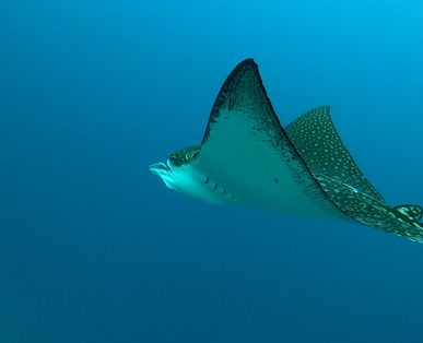 Eagle Ray