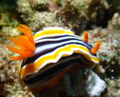 Macro (Nudibranch)