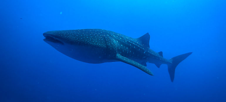 Whale Shark